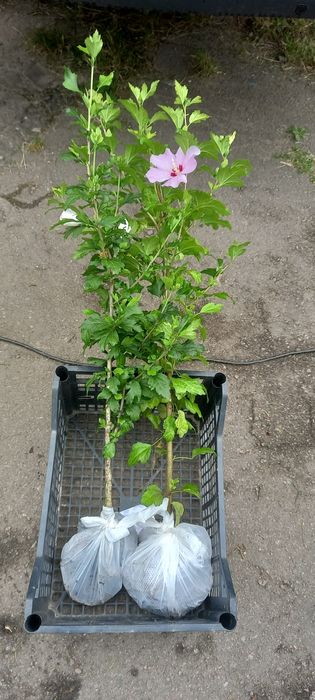 Кампсис  вейгела лапчатка жимолость бересклет гібіскус