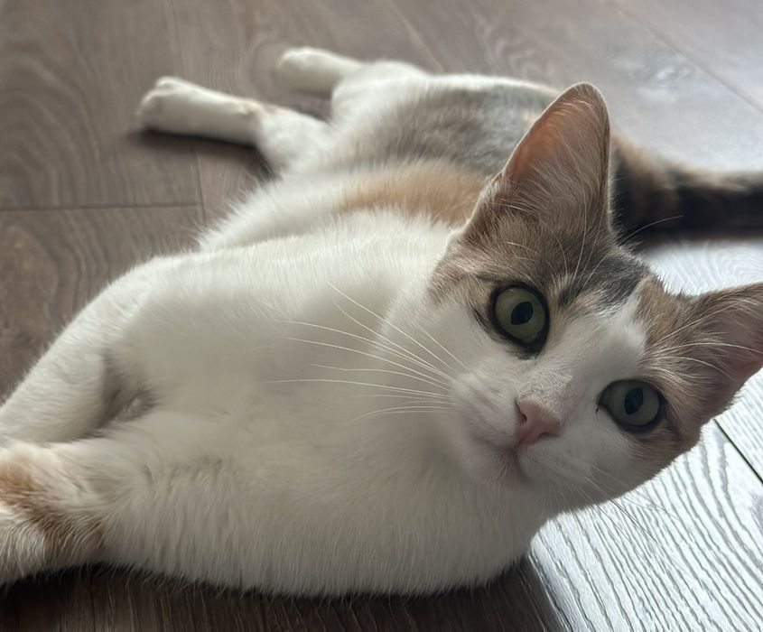 Кішка Моніка в пошуках дому