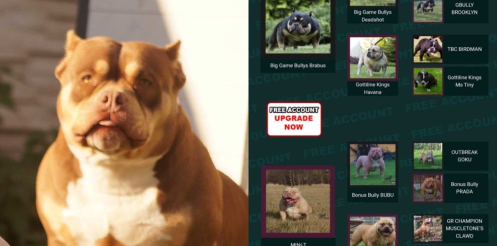 American Bully ABKC Suczka Ojciec 100% Muscletone's