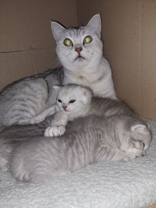 Кошенята на Миколая СРІБНА ШИНШИЛА неймовірні кошенята