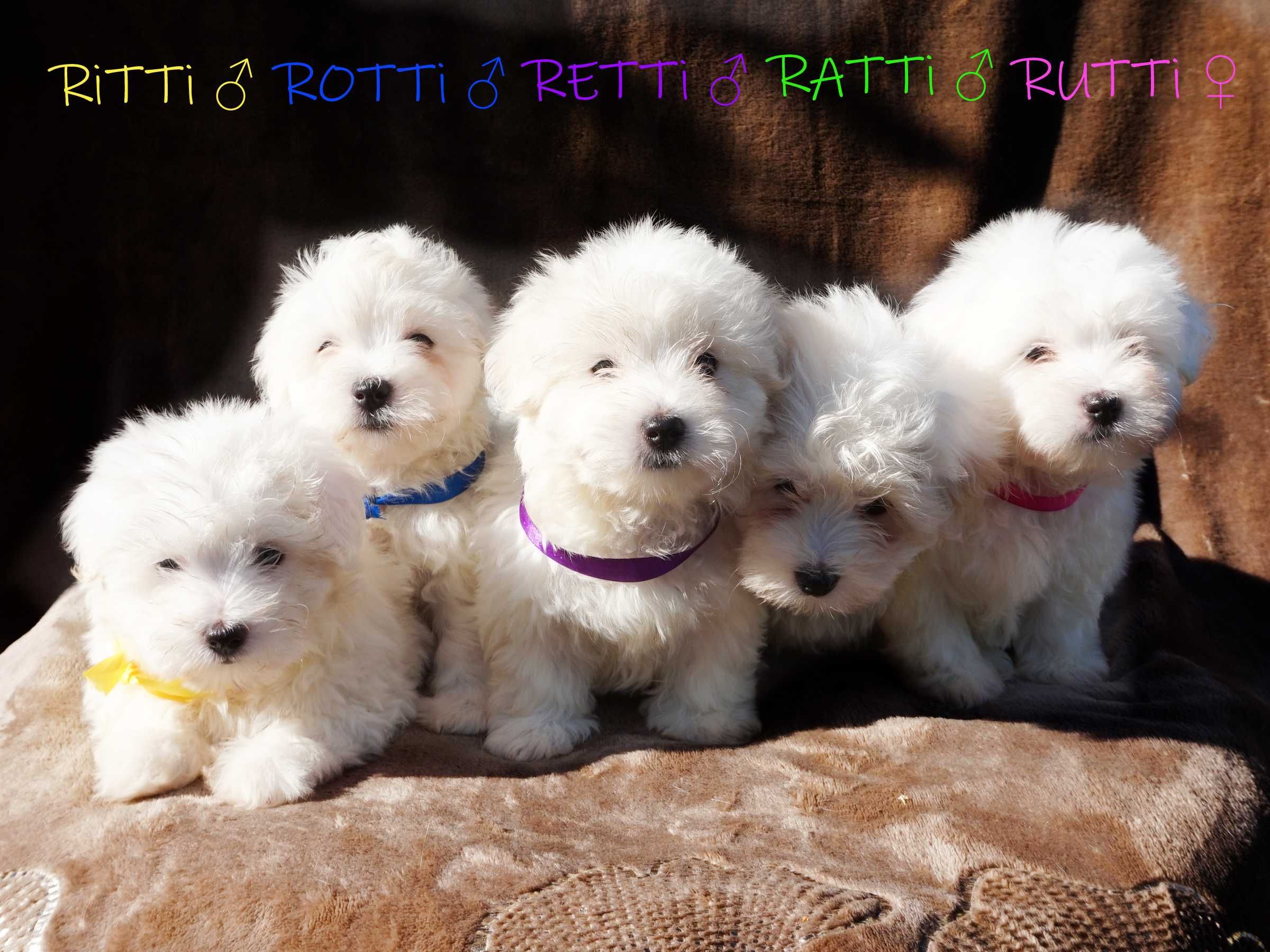 SAMIEC ROTTI biały rasa Coton De Tulear szczenię ZHPR UCI Kraków