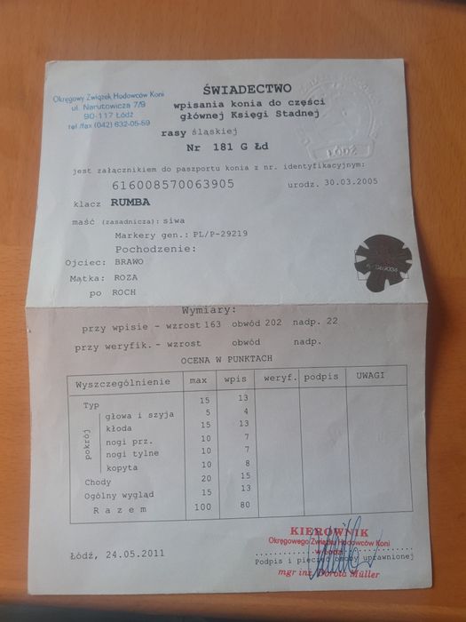 Klacz śląska sprzedam