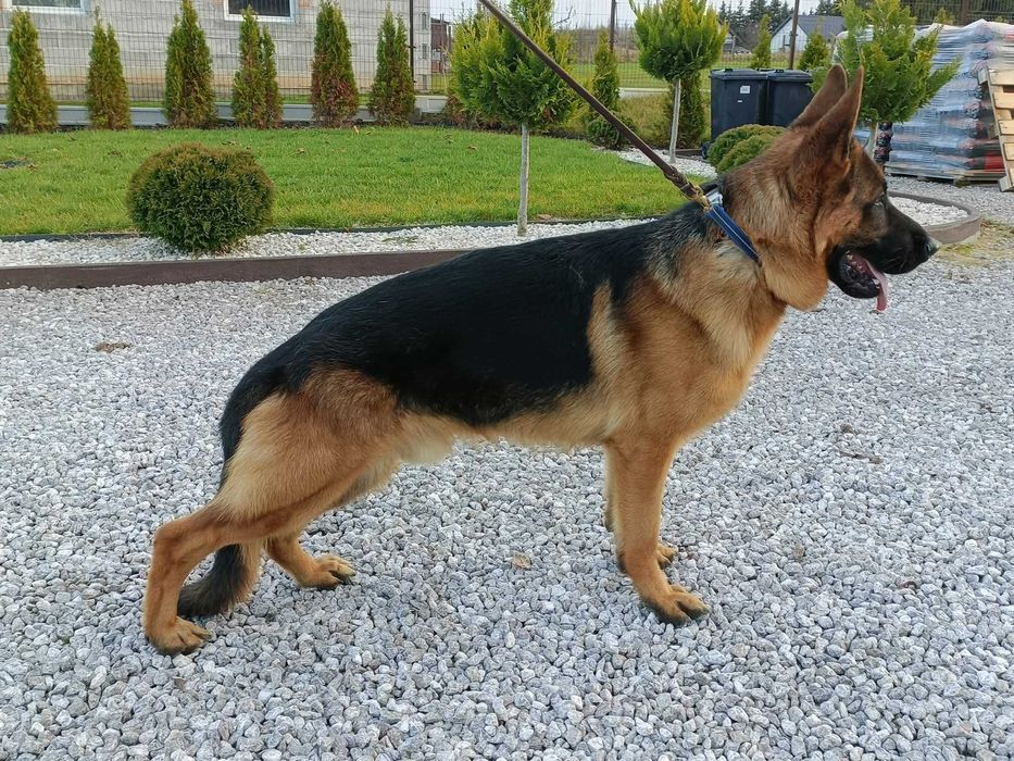 Owczarek niemiecki pies Piękny FCI