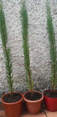 Cipreste Stricta, Cupressus Sempervirens Stricta