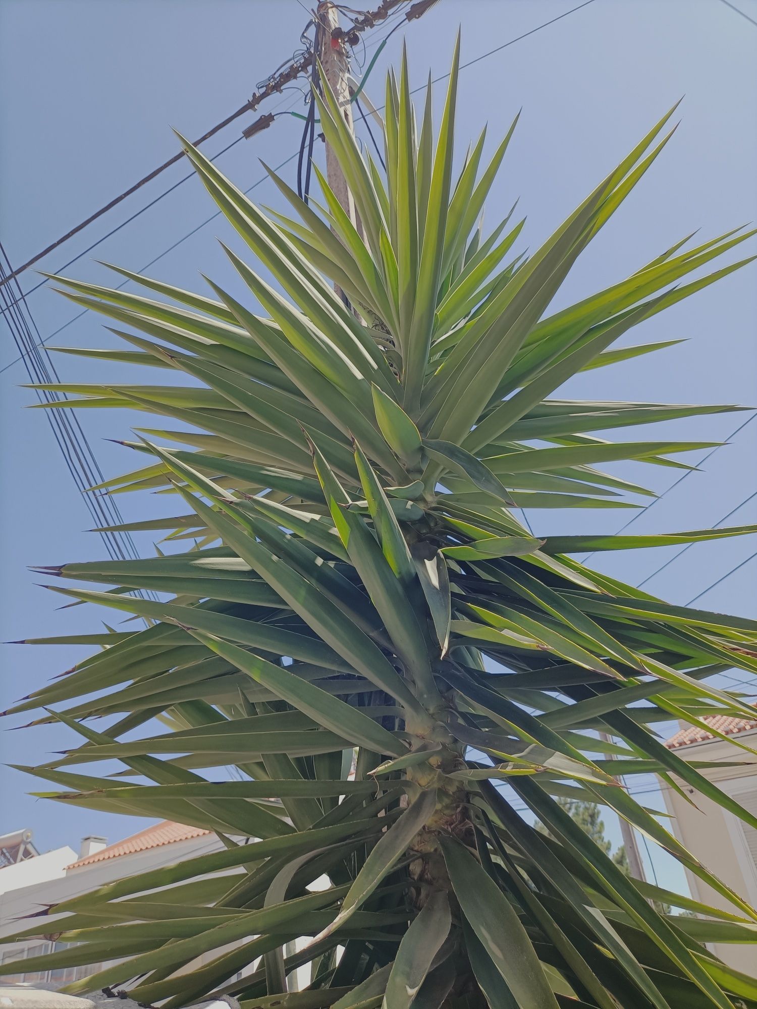 Vendo planta yucca.
