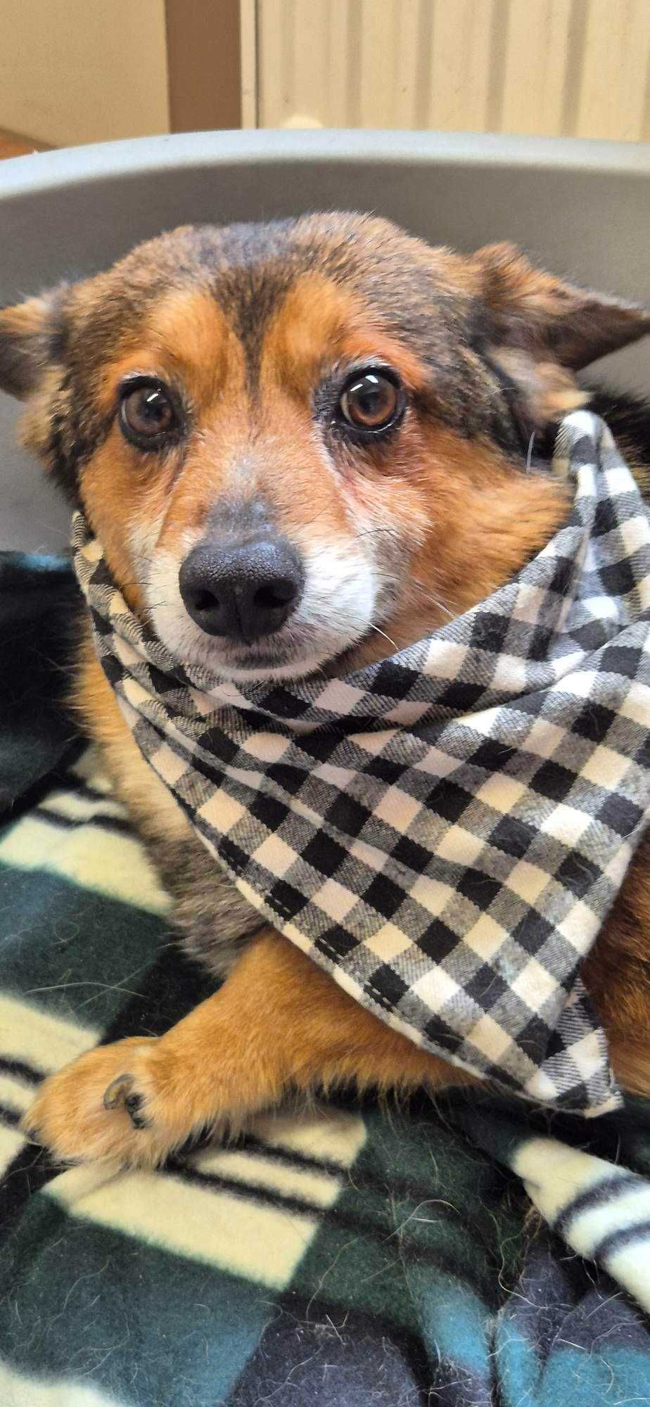 Piesek około 5 lat