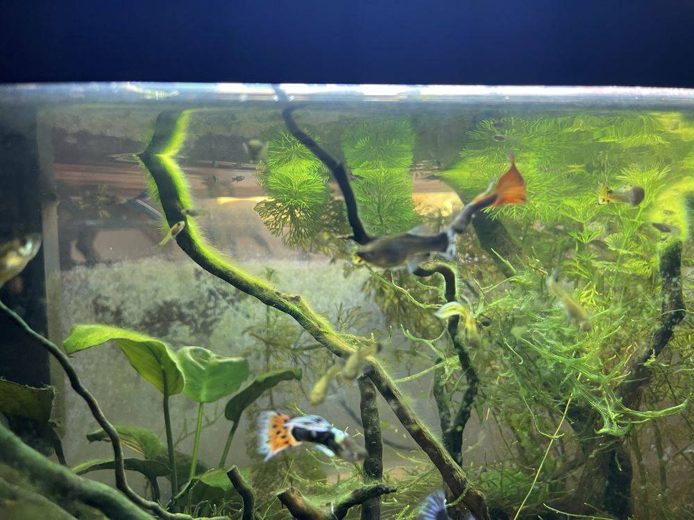 Guppys Sortidos para Venda