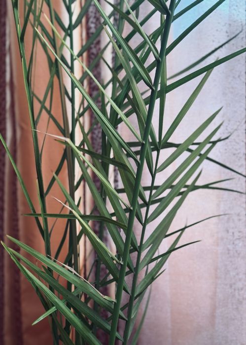 Височезна пальма фінікова 220см