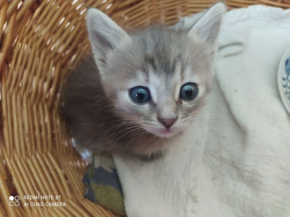 Кошечка серая полосатая
