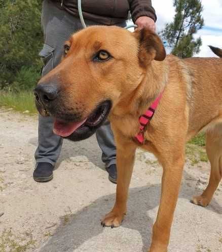 a BEATRIZ é uma cachorrinha xXARPEI está para ADOÇÃO!