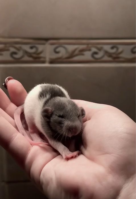 Віддам крис у добрі руки