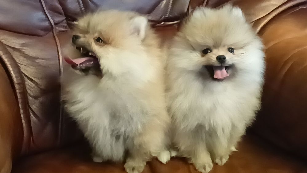 Szpic Miniaturowy Pomeranian suczka