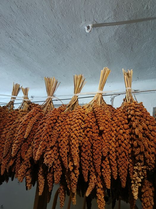 Sprzedam proso senegalskie 10kg