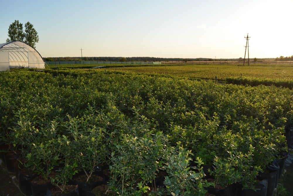 PROMOCJA Borówka Amerykańska 4 i 5 letnie sadzonki certyfikat CAC