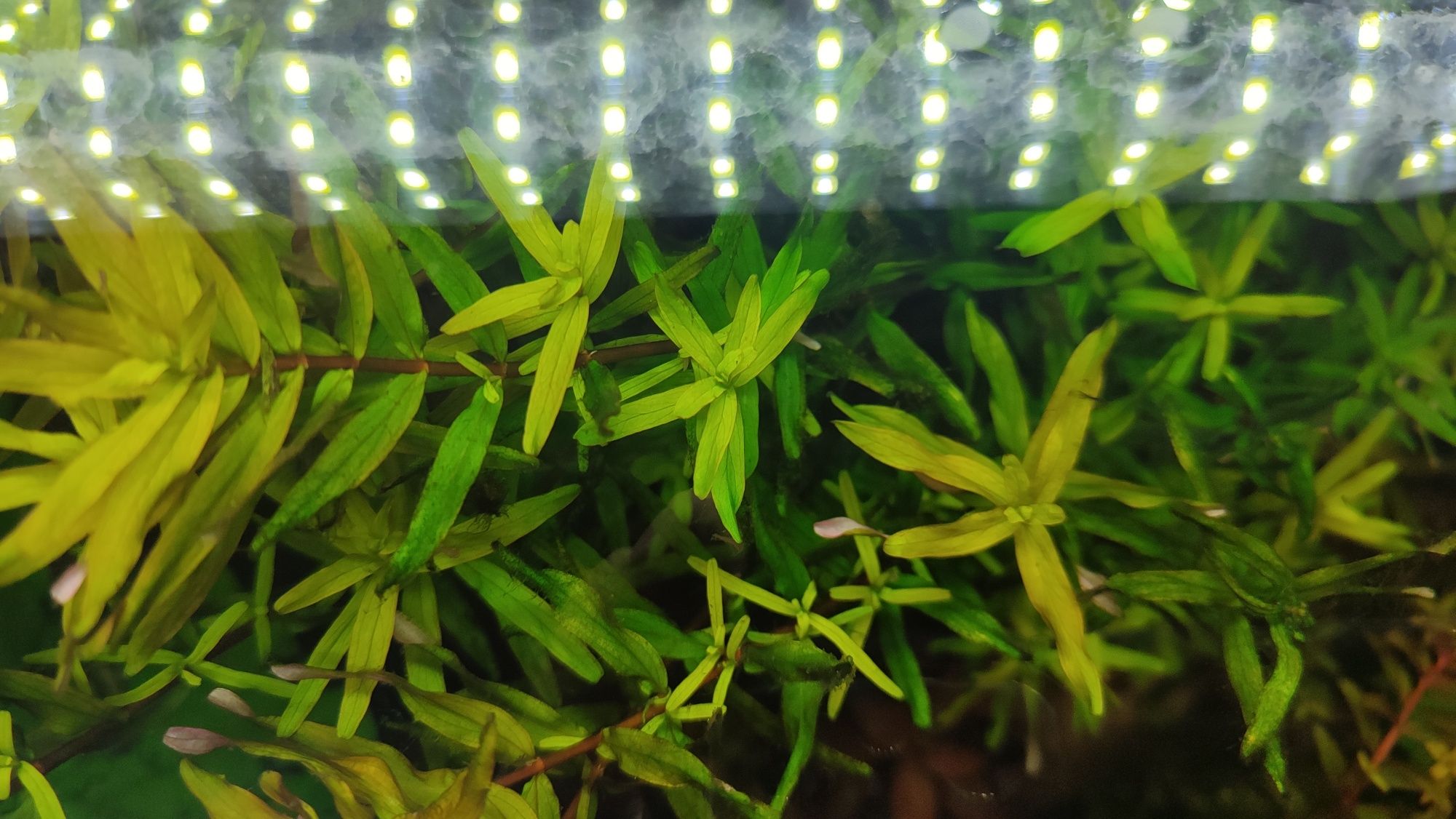 Rotala mexicana Bangladesh