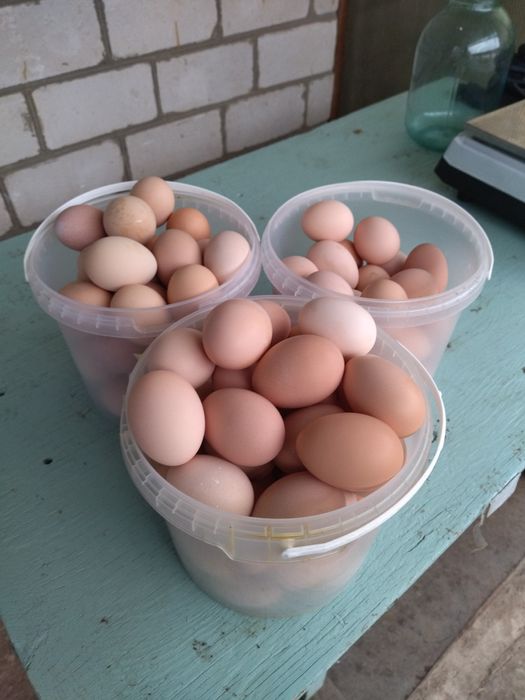 Курчата домашні м'ясо яєчна порода Джерси  вивод 05.02.23