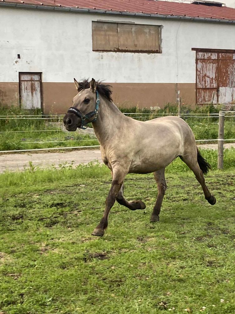 Wałach na sprzedaż
