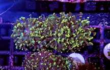 Euphyllia Paraancora Honey Gold