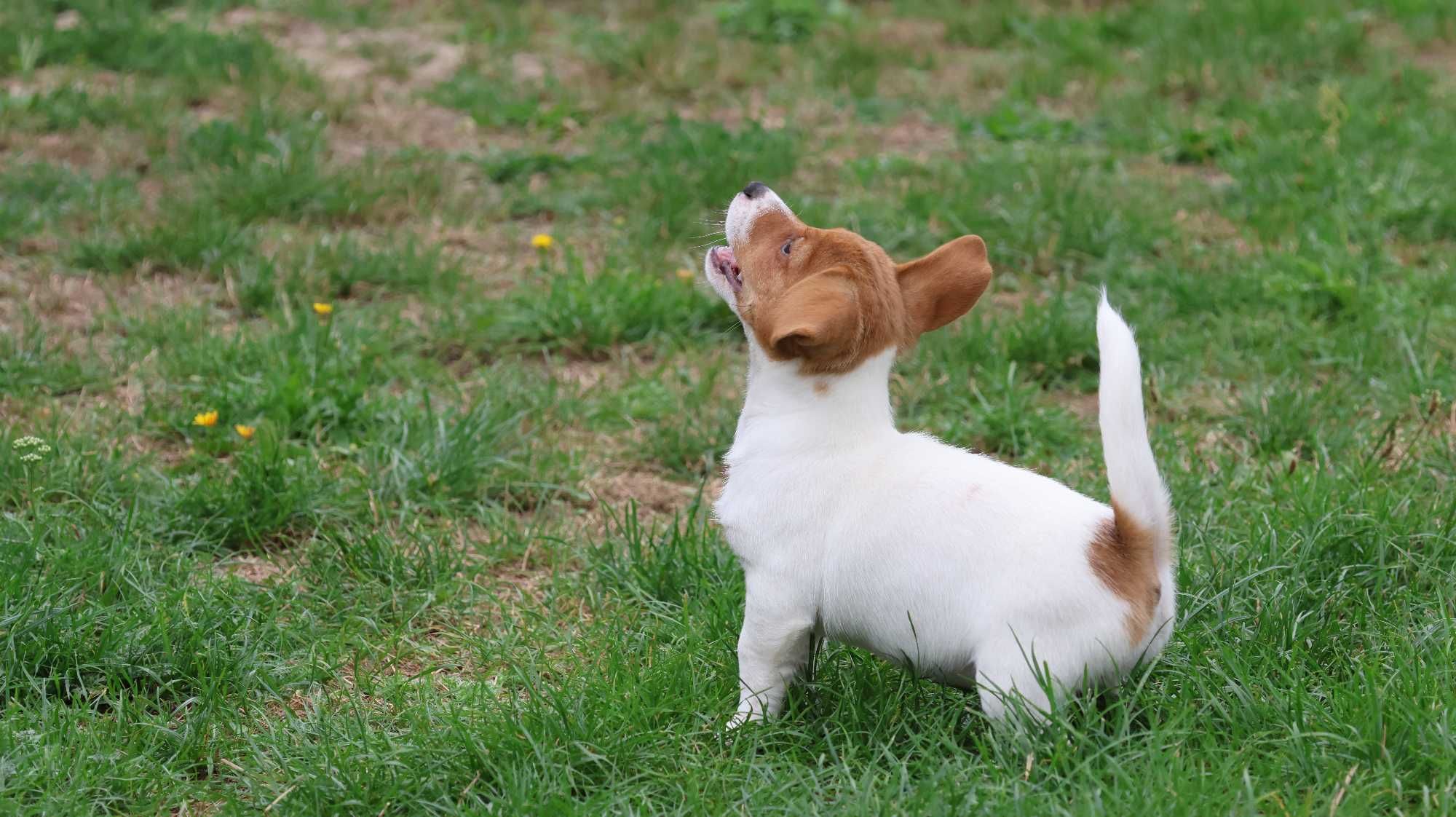 Wzorcowa suczka Jack Russell Terrier z hodowli BREFIO/bad.genetyczne