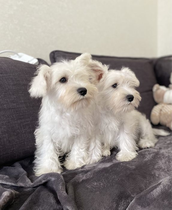 Щенки Цвергшнауцер белого окраса