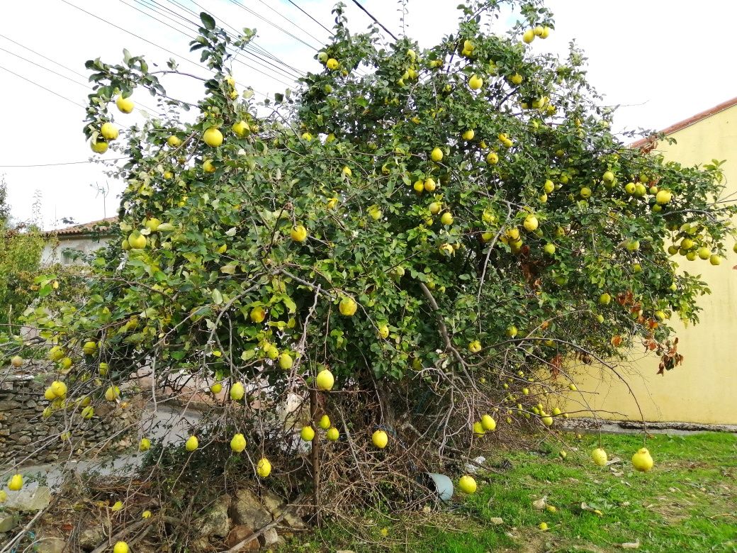 Terreno em Zava, Mogadouro