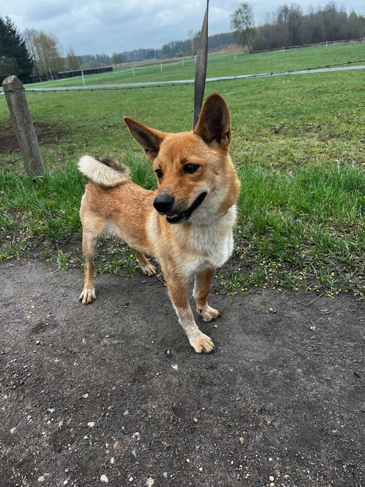 Shiba to mlodziutka (okolo roczna)mala sunia czeka na adopcję Kolno