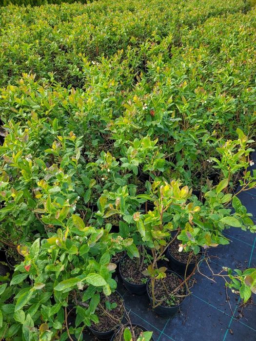 Promocja! Laurowiśnia wschodnia Novita 120cm! DARMOWA DOSTAWA!!!