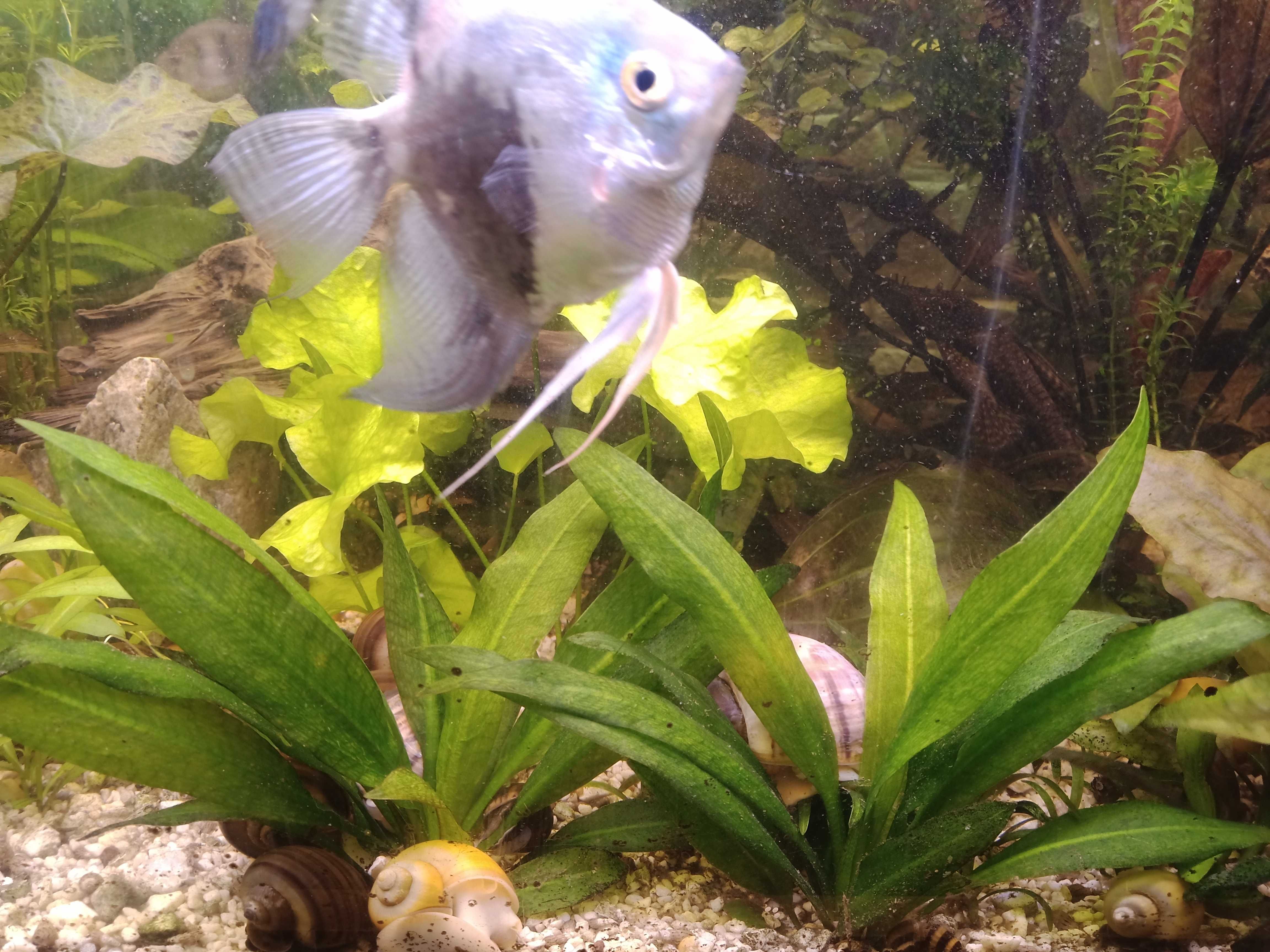 Żabienica Amazońska   Echinodorus amazonicus roślina