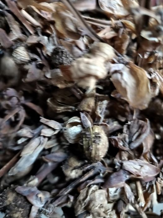 nasiona kanny paciorecznik