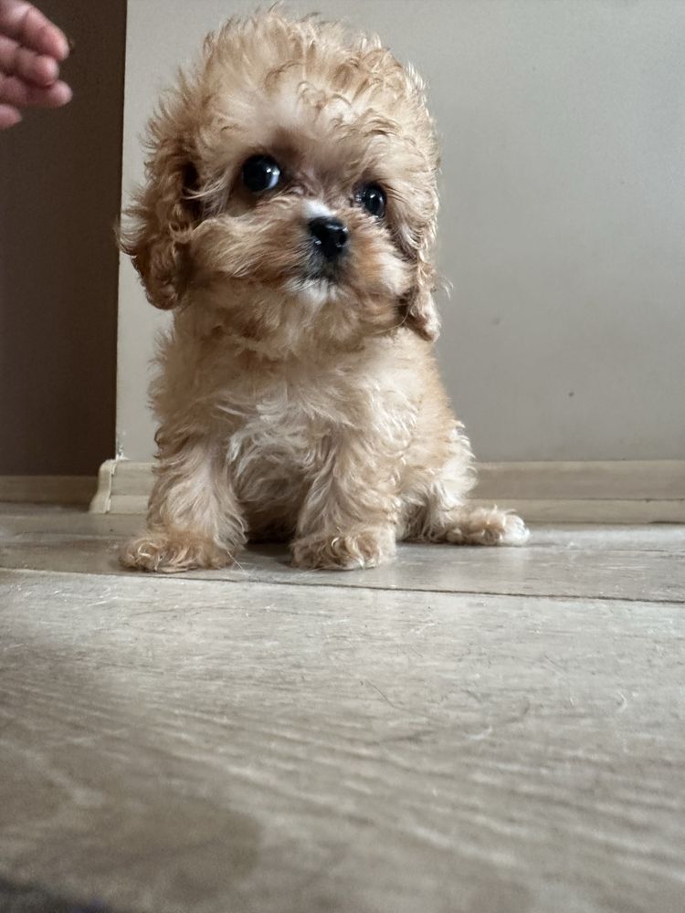 Cavapoo f1 xxxs mini
