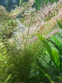 Planta de aquário - Rotala Rotundifolia