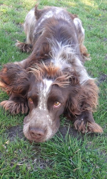 Русский охотничий спаниель для вязки