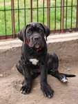 Czarna suczka mocnej budowy szczeniak Cane Corso