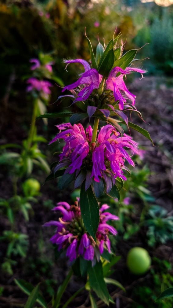 Monarda citriodora, Монарда лимонная семена, однолетник