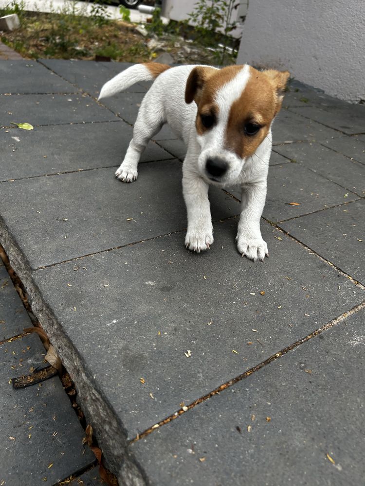 Mała dama, wielkie serce – Jack Russell z rodowodem czeka!