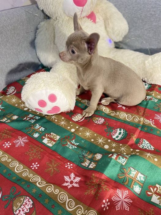 Лиловый чихуашка