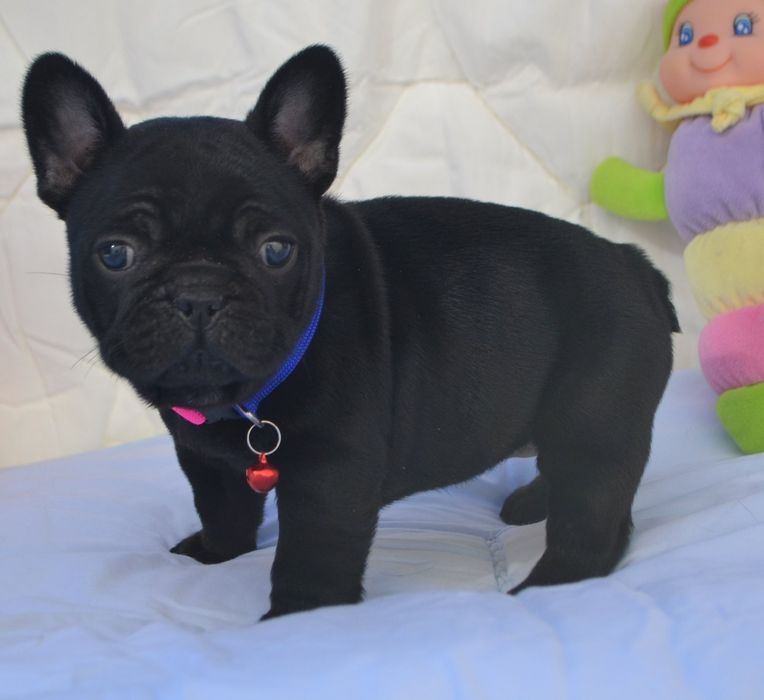 Маленька дівчинка  :