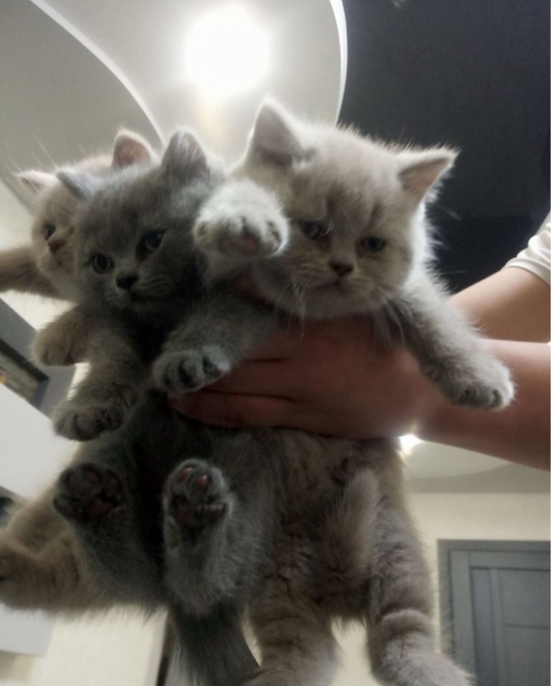 Британські котята