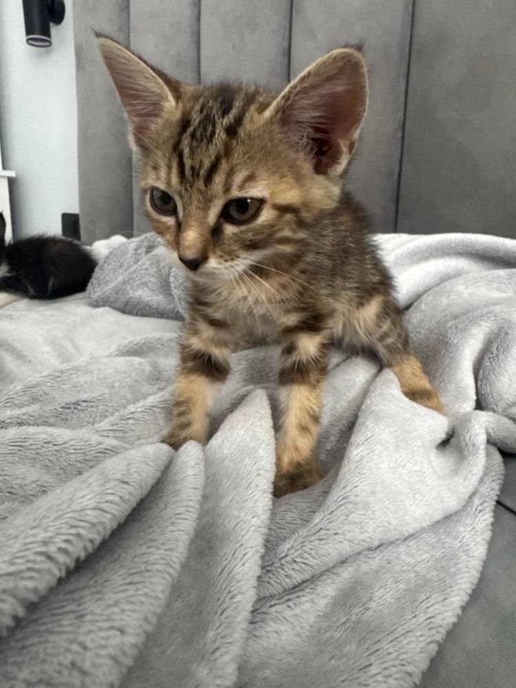 Віддамо котиків у добрі руки!
