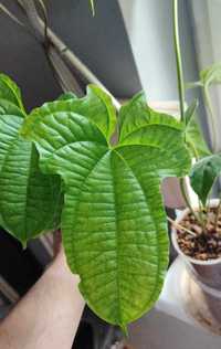 Dioscorea sansibarensis roślina kolekcjonerska