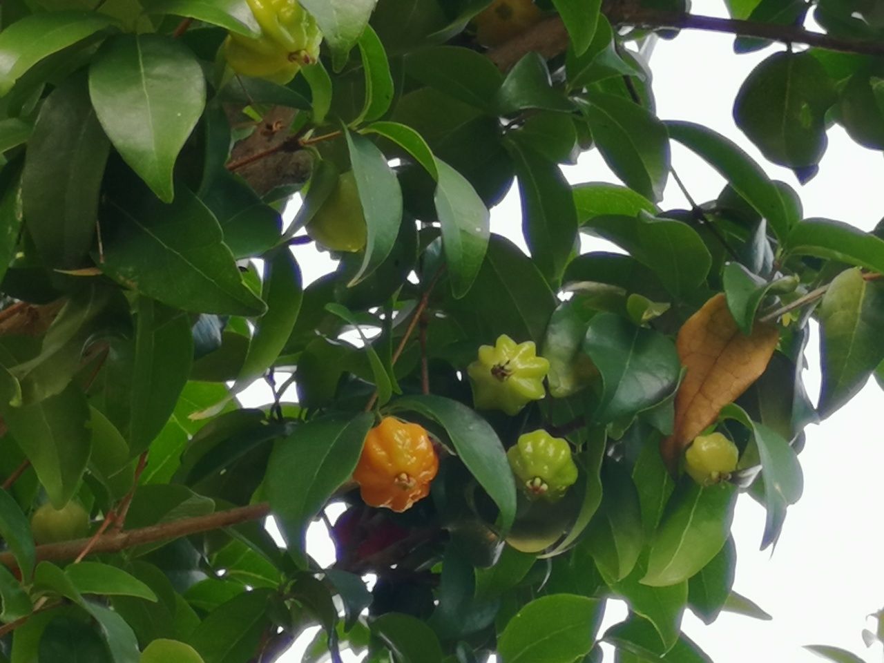 Planta da pitanga de vários tamanhos e preços