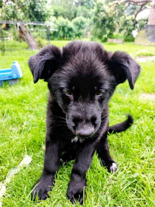 Oddam pieska BOLO ur 31.03.2025 Samiec Sulejówek/Halinów.  Książeczka