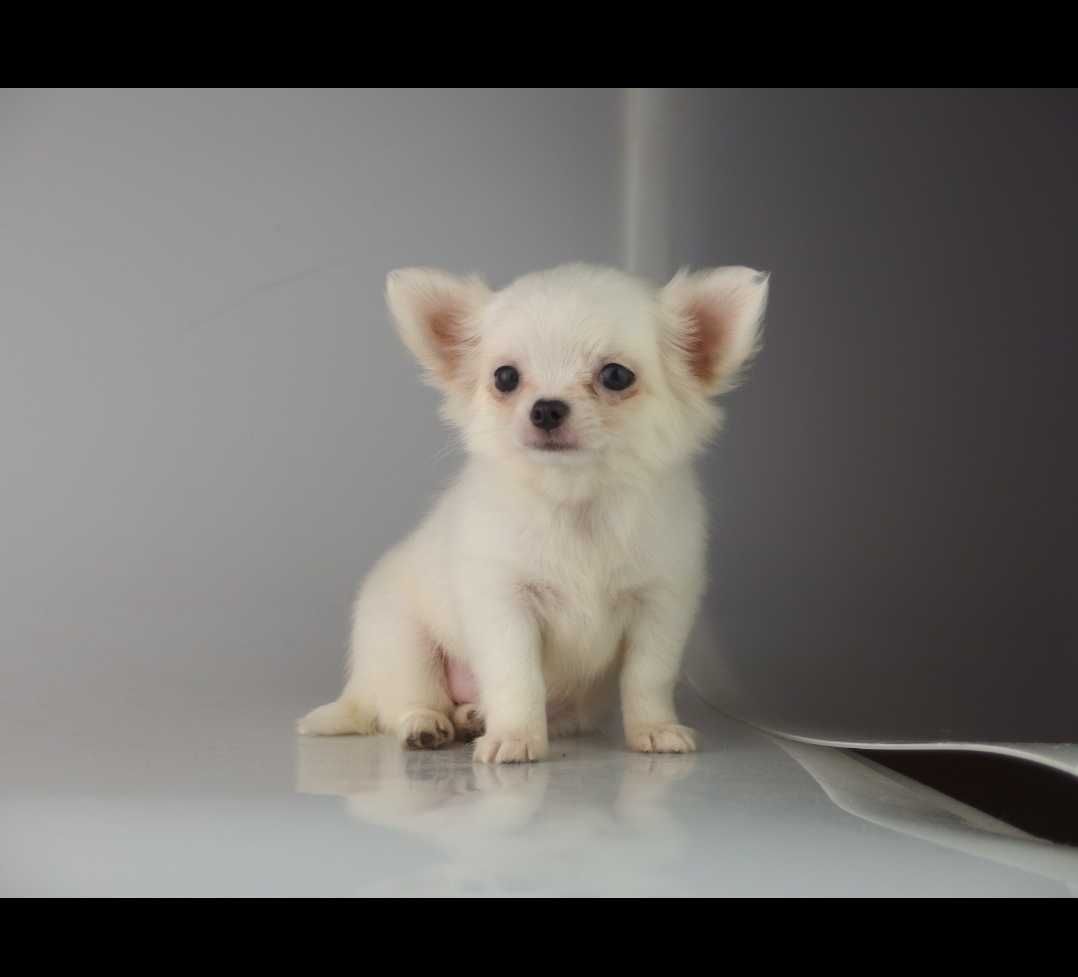 Chihuahua piesek
