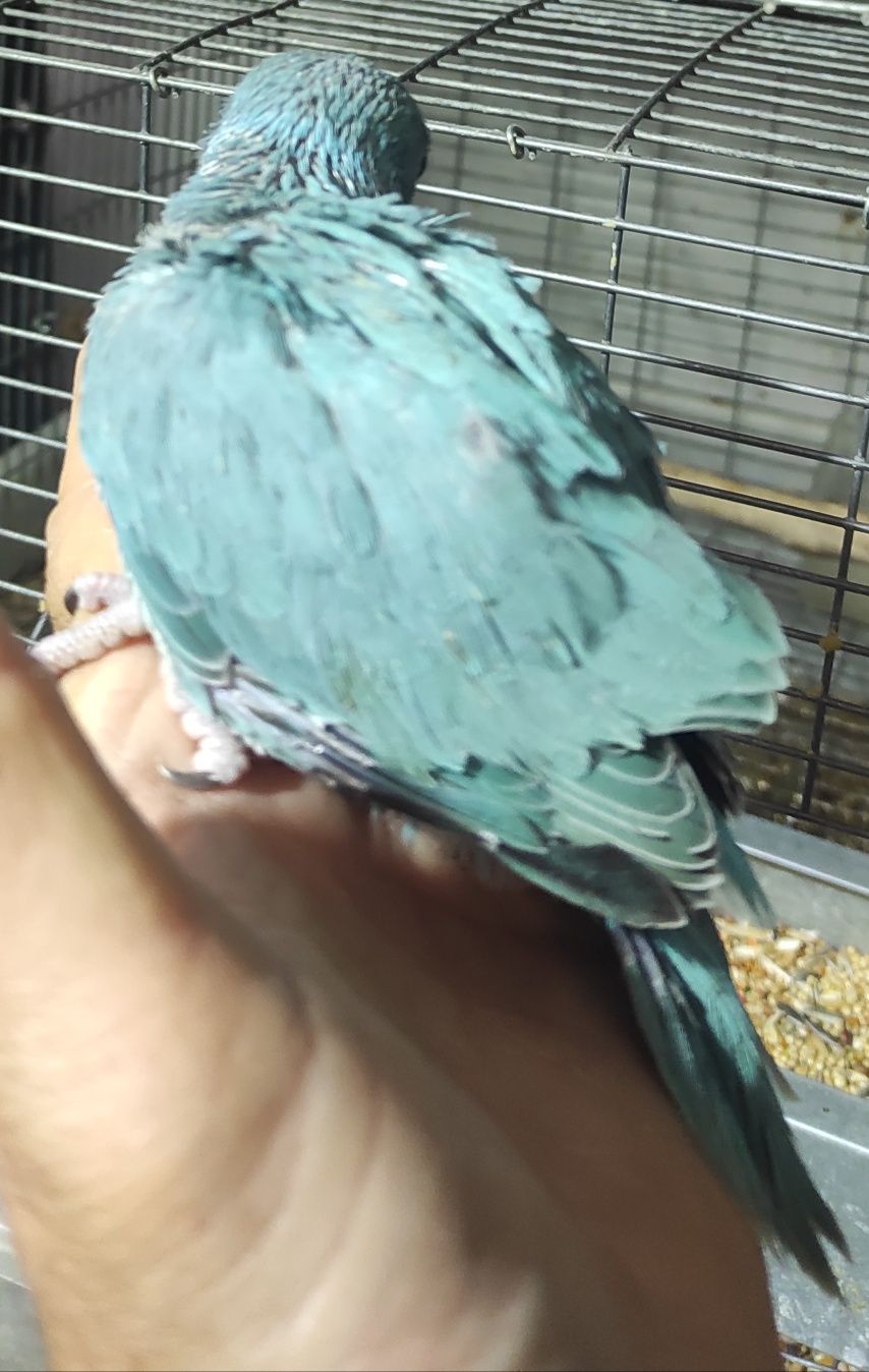 Ring Necks criados à mão