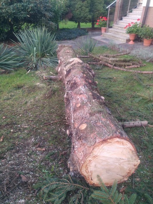 Drewno tartaczne jodla pospolita, pień