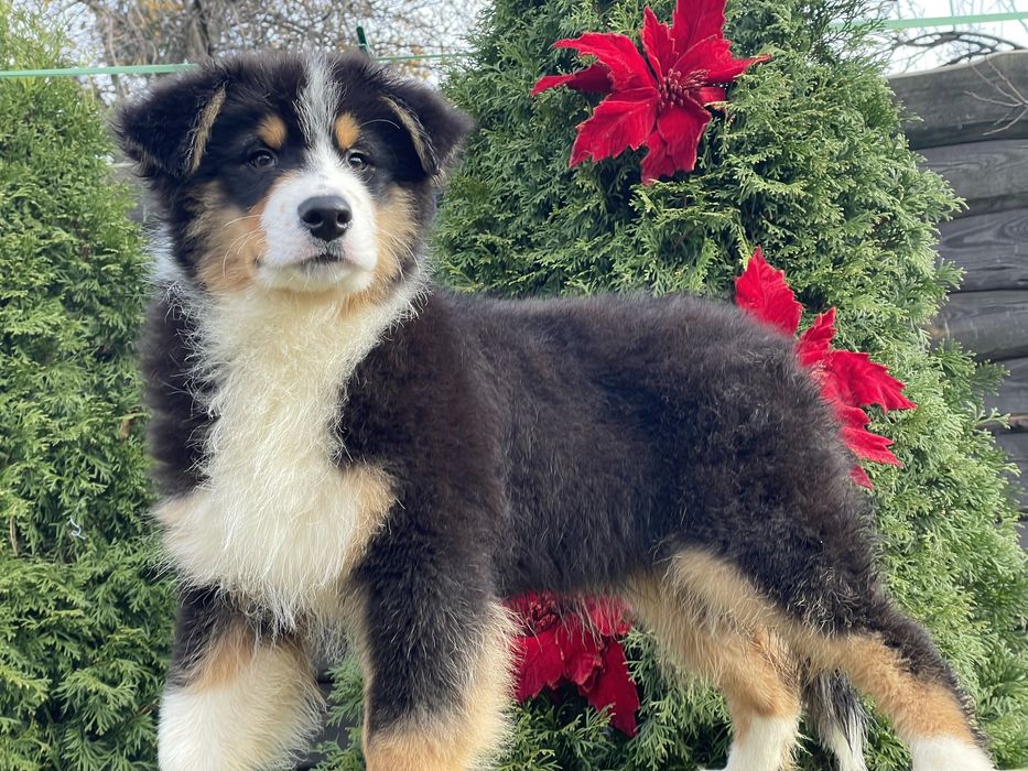 Австралійська вівчарка Ауссі хлопчик