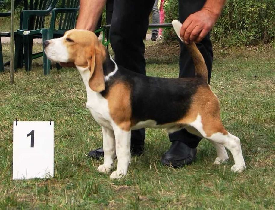Cudowne szczenię BEAGLE ZKWP po championie