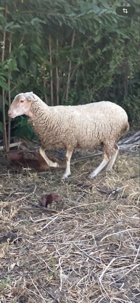 Duas ovelhas e um carneiro