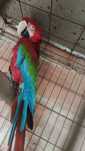 arara chloropthera macho 2013 anilha fechada reprodutor documentos pro
