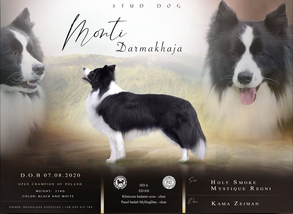 Border Collie piesek merle. Linia Show. ZKWP/FCI.